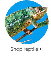 Shop reptile.