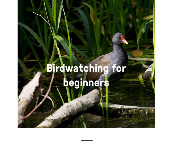 Birdwatching for beginners