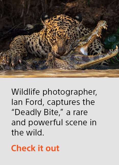 Wildlife photographer, Ian Ford, captures the “Deadly Bite,” a rare and powerful scene in the wild. | Check it out