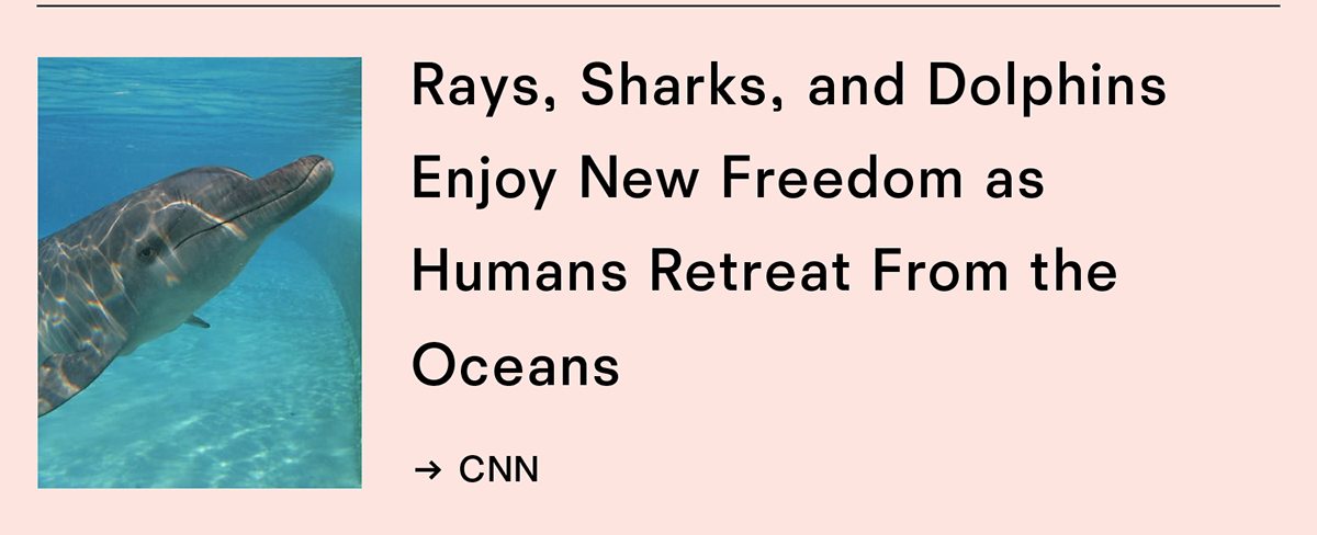 Rays, Dolphins, and Sharks enjoy new Freedom as humans retreat from the ocean