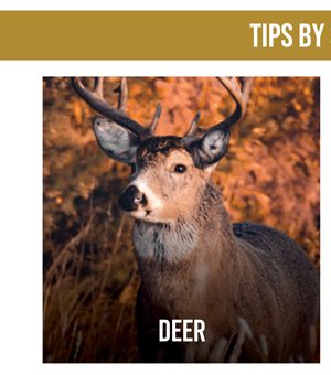 Deer hunt