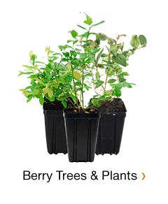 BERRY TREES & PLANTS