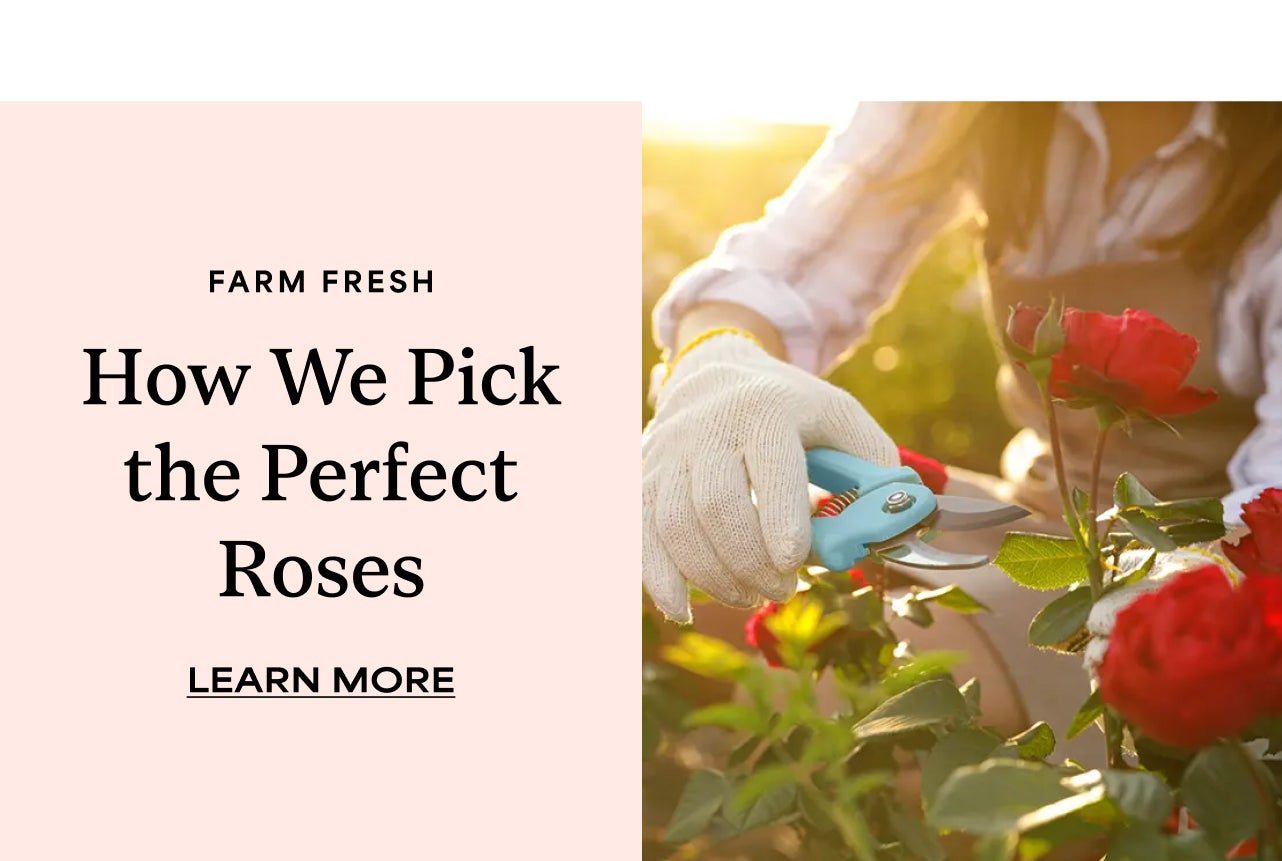 HOW WE PICK THE PERFECT ROSES