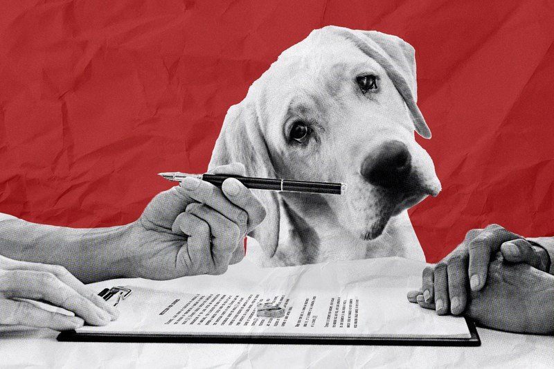 Sad dog looking over couple signing divorce papers