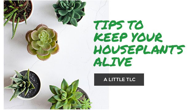 Tips to keep your houseplants alive