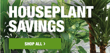 HOUSEPLANT SAVINGS SHOP ALL