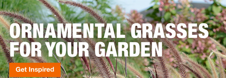 ORNAMENTAL GRASSES FOR YOUR GARDEN GET INSPIRED