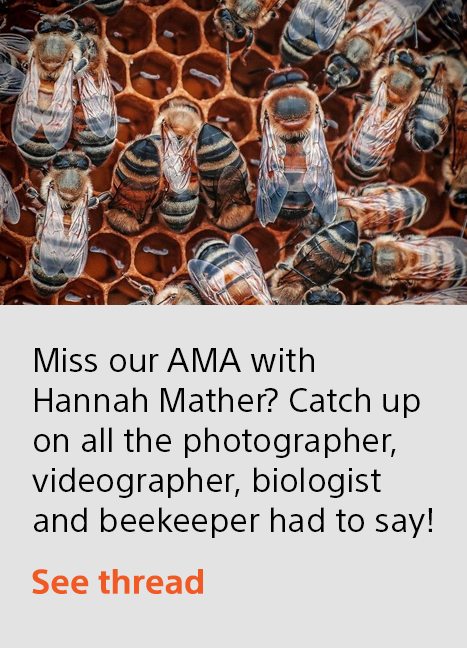 Miss our AMA with Hannah Mather? Catch up on all the photographer, videographer, biologist and beekeeper had to say! | See thread