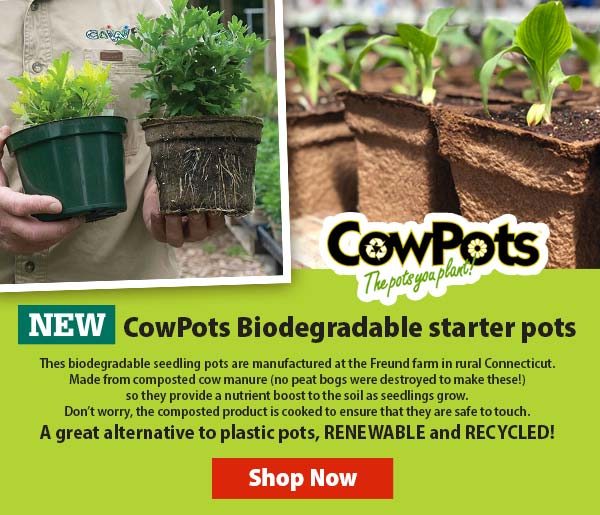 CowPots Biodegradable starter pots