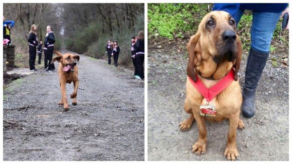 Dog Accidentally Enters Half-Marathon…And Finishes In 7th Place!