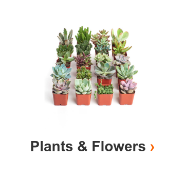 Plants & Flowers