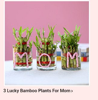 three-lucky-bamboo-plants-for-mom