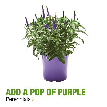 ADD A POP OF PURPLE PERENNIALS