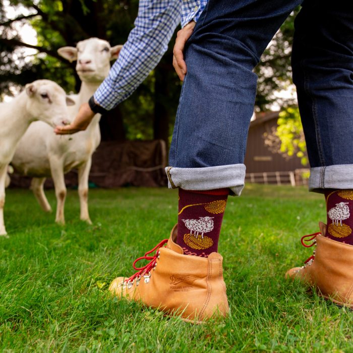 Shop the Sock - a man reaches down to feed a sheep, showing off his maroon socks featuring sheep and yarn