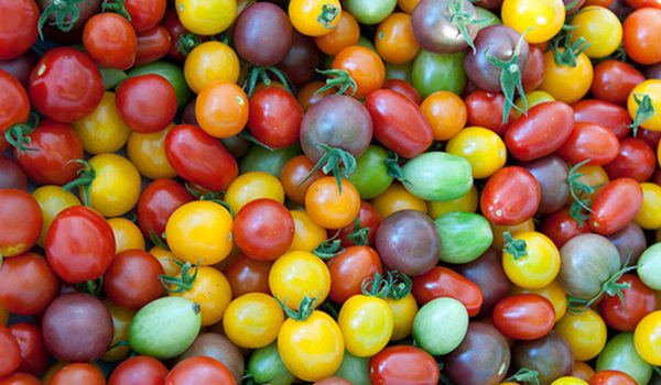 The Lowdown on Tomato Types: Which Is Right for Your Garden?