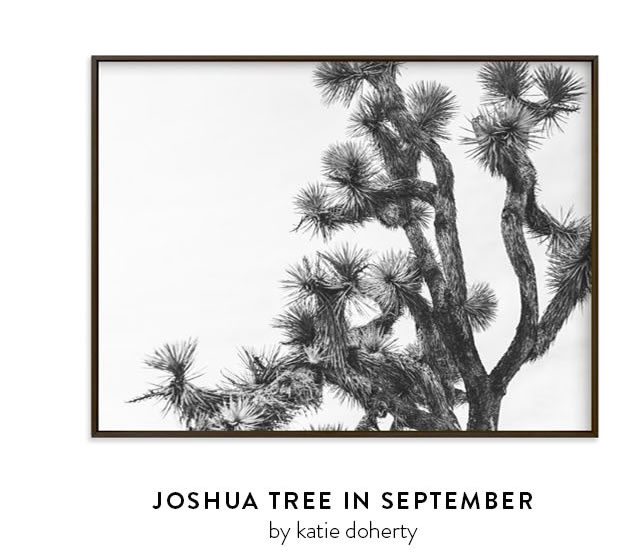 Joshua Tree In September