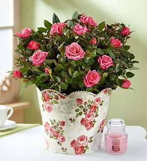 Classic Budding Rose SHOP NOW 
