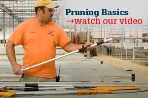 Pruning Basics watch our video