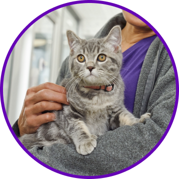 Circular vignette reveals a gray tabby kitten.