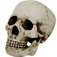 Homo Sapiens Skull with Movable Jaw