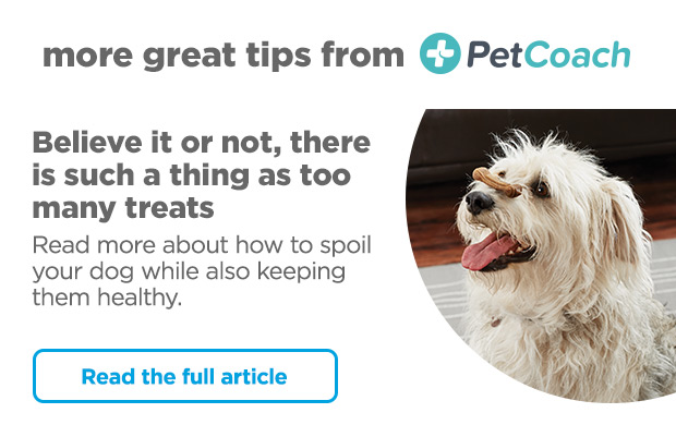 Read more about how to spoil your dog while also keeping them healthy.