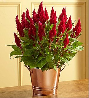 Spectacular Fall Celosia SHOP NOW 