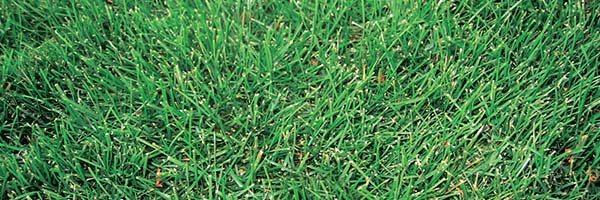 A healthy lawn is a happy lawn