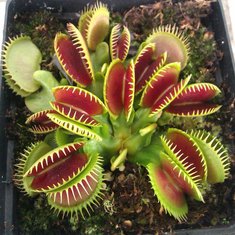 Egrow Catchfly Plant Seeds Garden Venus Fly Trap Insectivorous Plant