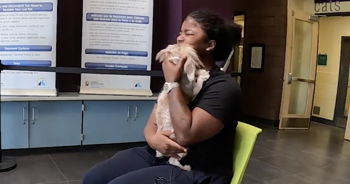 Woman Shares Emotional Reunion With Yorkie Lost Before Cross-Country Move