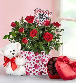 Bundle of Love Rose Plant SHOP NOW 