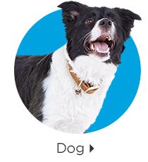 Dog.