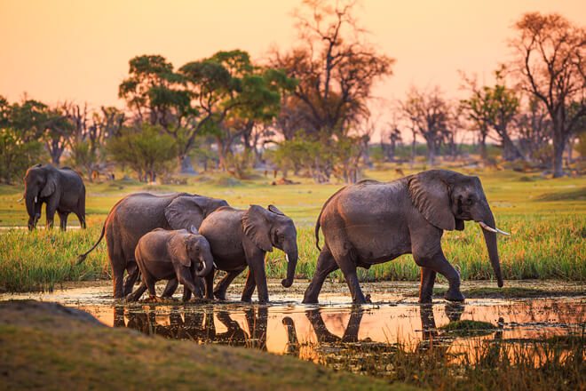 Explore Botswana Safari