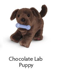 Chocolate Lab Puppy