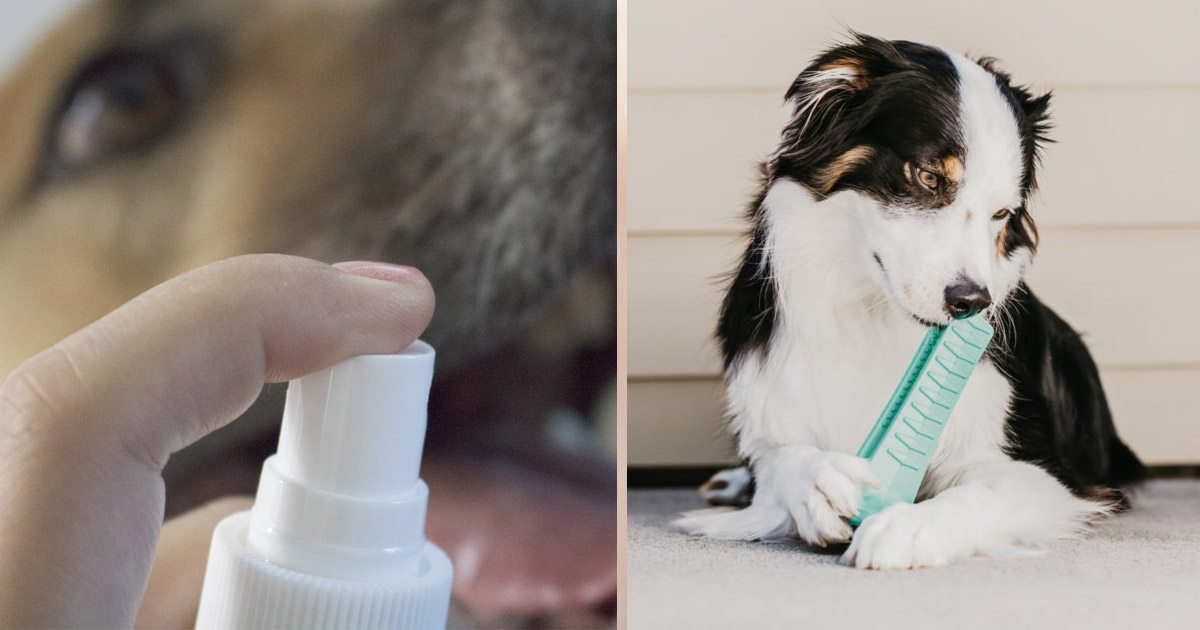 5 Ideas for The 83% Of Us Who Don’t Brush Our Dog’s Teeth