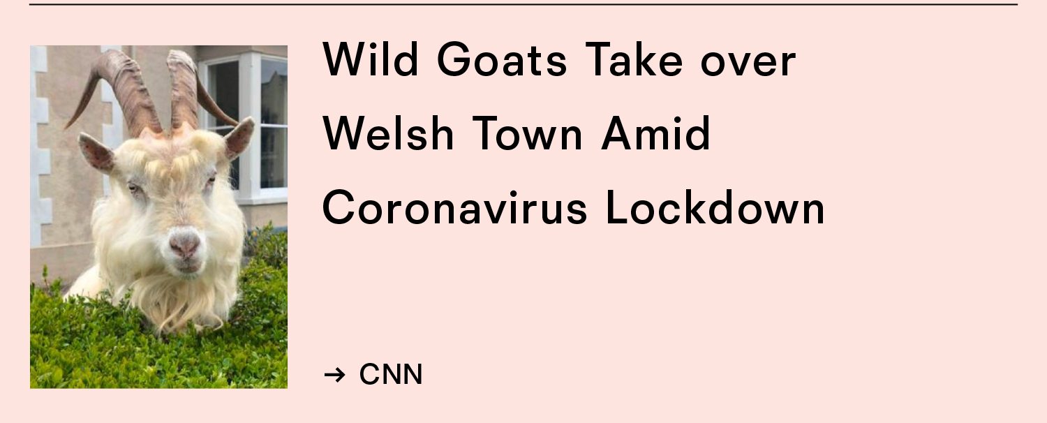 Wild goats take over Welsh Town