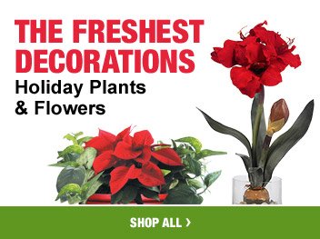 THE FRESHEST DECORATIONS Holiday Plants & Flowers SHOP ALL