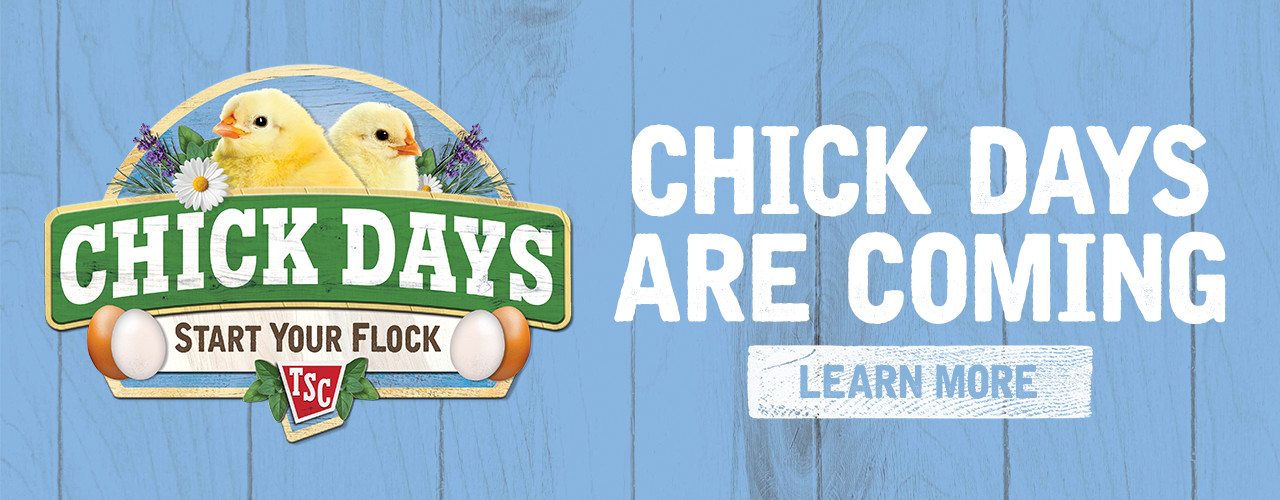 Chick Days