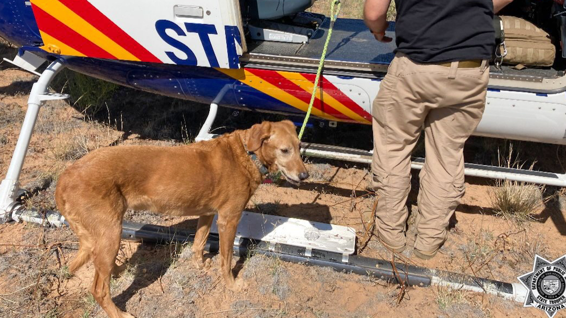 Dog Reunites With Family After Surviving Fatal Plane Crash