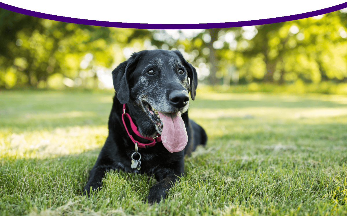 An older black dog rests in the grass.