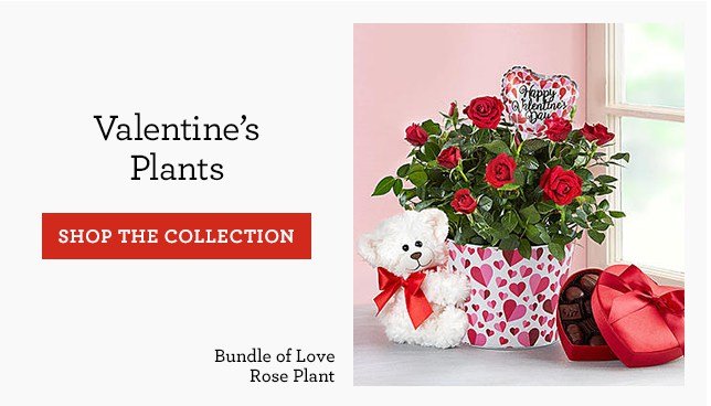 Valentine's Plants SHOP THE COLLECTION