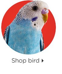 Shop bird.