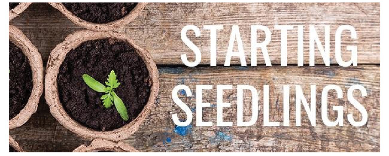 Starting-seedlings