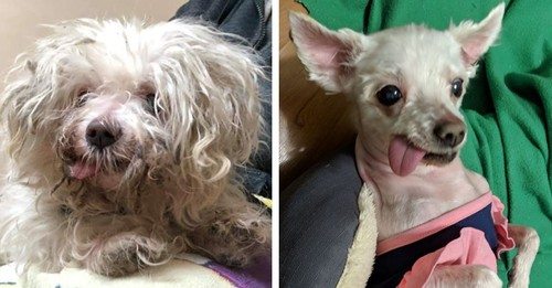A Little TLC Helped Turn This Cranky Stray Into A Lovable Lap Dog