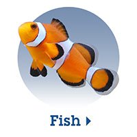 Shop Fish
