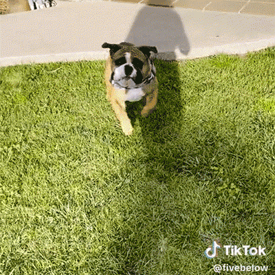 dog ball gif