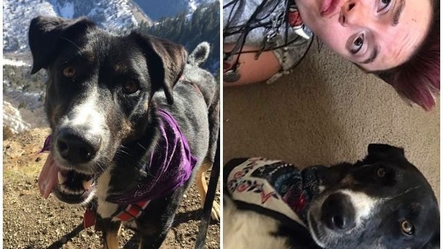 Dog With Heartbreaking Message On Name Tag Gets Rescued, Then Returns The Favor