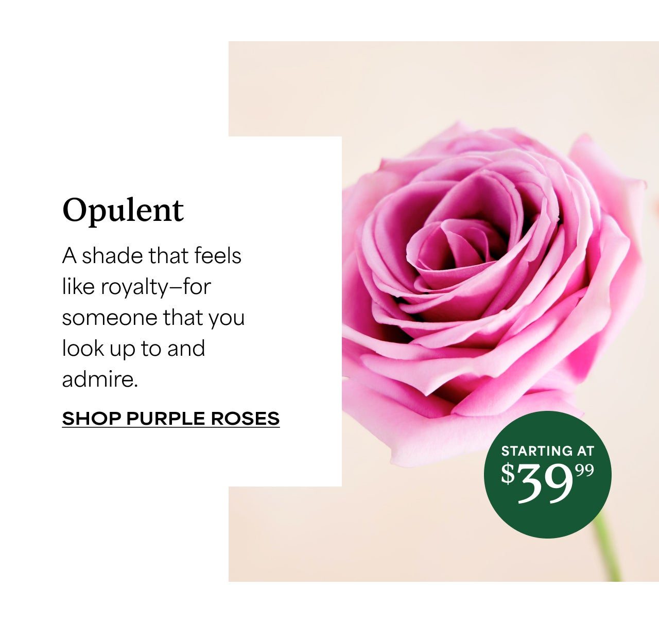 SHOP PURPLE ROSES