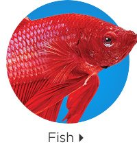 Fish.