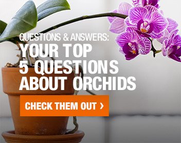 YOUR TOP 5 QUESTIONS ABOUT ORCHIDS CHECK THEM OUT