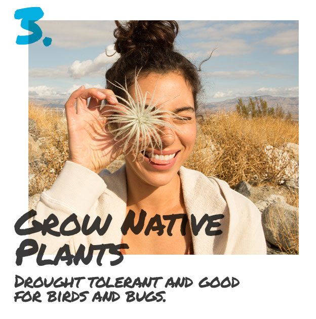 Grow Native Plants